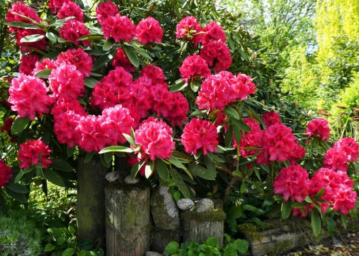 Rhododendron1
