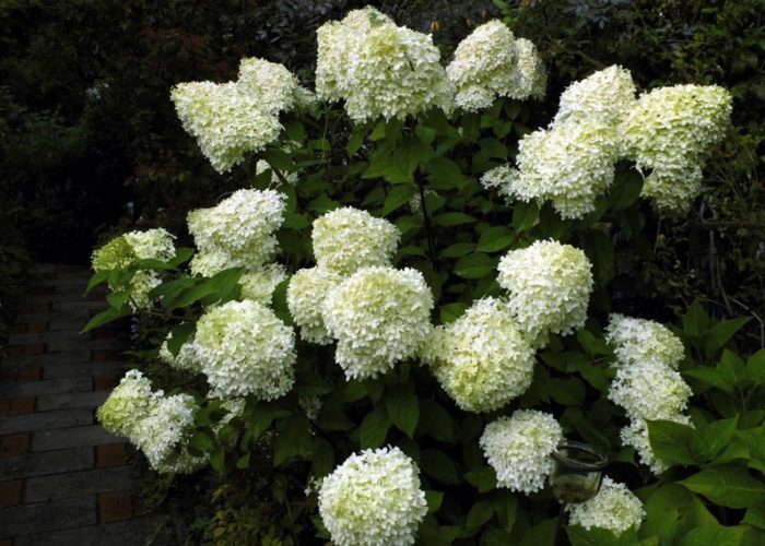 Hortensie8191